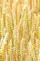 Wheat Close Up photo