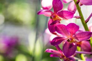 orquídea cerrada foto