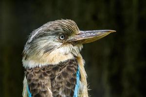 Close Up Kookaburra photo
