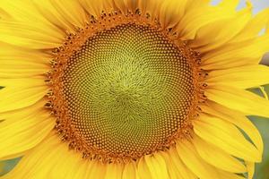 Sunflower Close Up photo