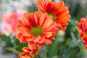 Close up orange chrysanthemum photo