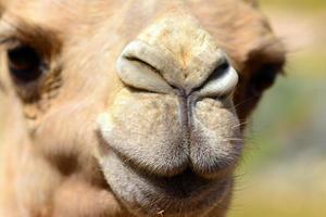 cara de camello de cerca
