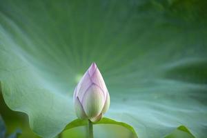 Lotus bud close up photo