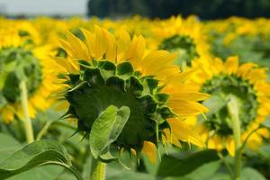 Close Up Sunflower