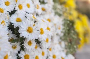 beautiful daisies close-up photo