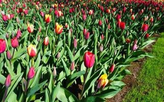 tulip flowers close up photo