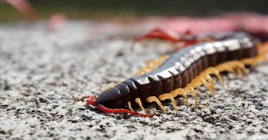Centipede close up. photo