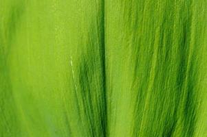 Green leaf close up. photo