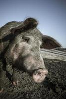 Pig snout close up photo