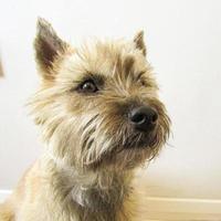 cairn terrier close up