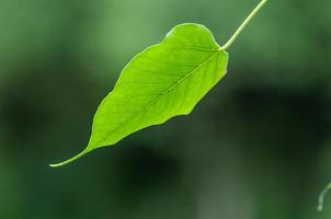 green bodhi leaf texture photo