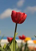 Red tulip against sky