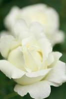 Close up  rose flower photo