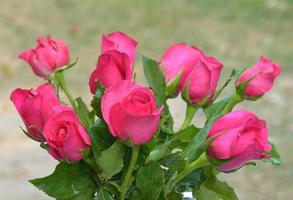 rosas rosadas de cerca