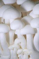 Close up of mushroom
