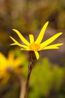 Yellow Wild Flower photo