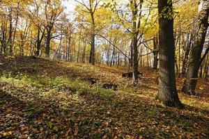 el bosque, otoño foto