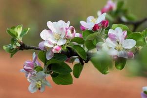 Apple tree flowers photo