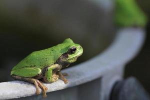 Tree frog close up