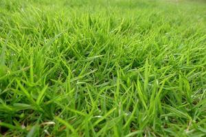 Green lawn photo