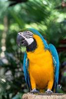 Beautiful macaw