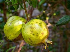 fruta de granada inmadura en la rama de un árbol foto
