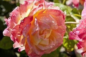 Close up of rose.
