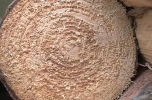 close up log texture