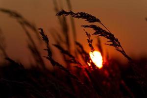 Sonnenuntergang Weizen