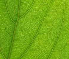 super detailed green leaf