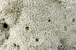 Close up Coral fossil photo