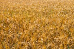 campo de trigo, de cerca foto