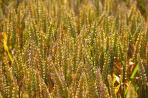 Wheat field close-up