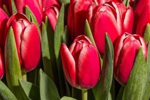 Red tulips close up photo