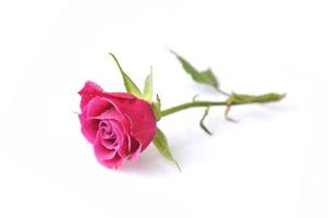 pink rose  close up photo