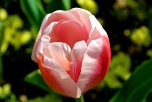 primer plano de tulipán rosa foto