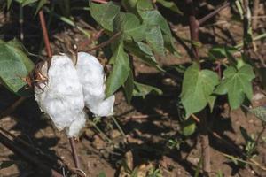 Cotton plant close up photo