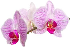 Orchid flowers close-up photo