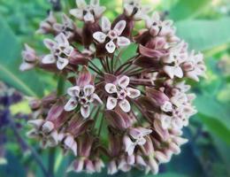 Hoya flower close-up