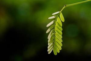 Tamarind leaf close up photo