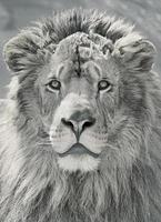 close up lion head photo