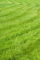 close-up green grass