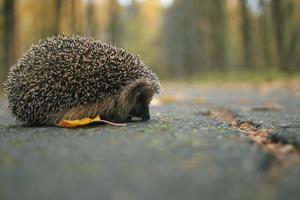 hedgehog close-up portrait photo