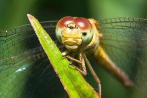 Dragonfly close up photo