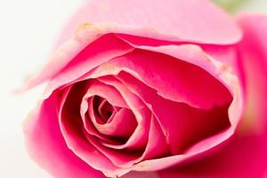 Rose close-up photo