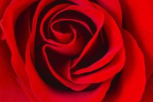 rosa roja de cerca