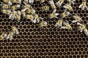 Close up honeycombs photo