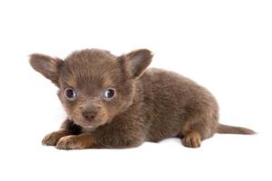 Brown chihuahua puppy lying down photo