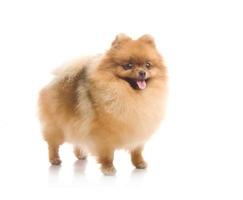 Spitz, perro Pomerania en estudio foto