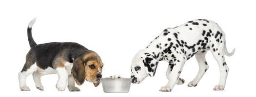 Beagle and Dalmatian puppies sniffing a bowl full of croquettes,